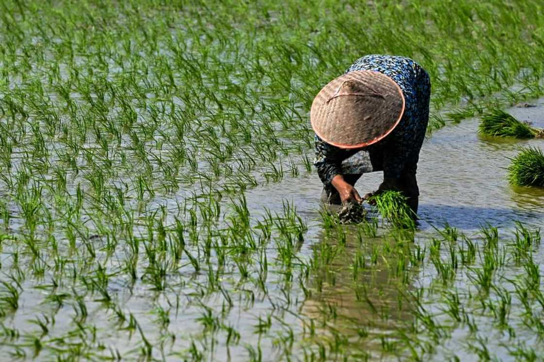 While global food prices eased in August, those of rice rose 9.8 percent compared to the previous month