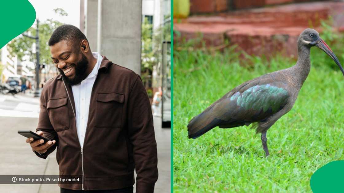 A woman amused South Africans with her reaction to the hadeda ibis inside the house.