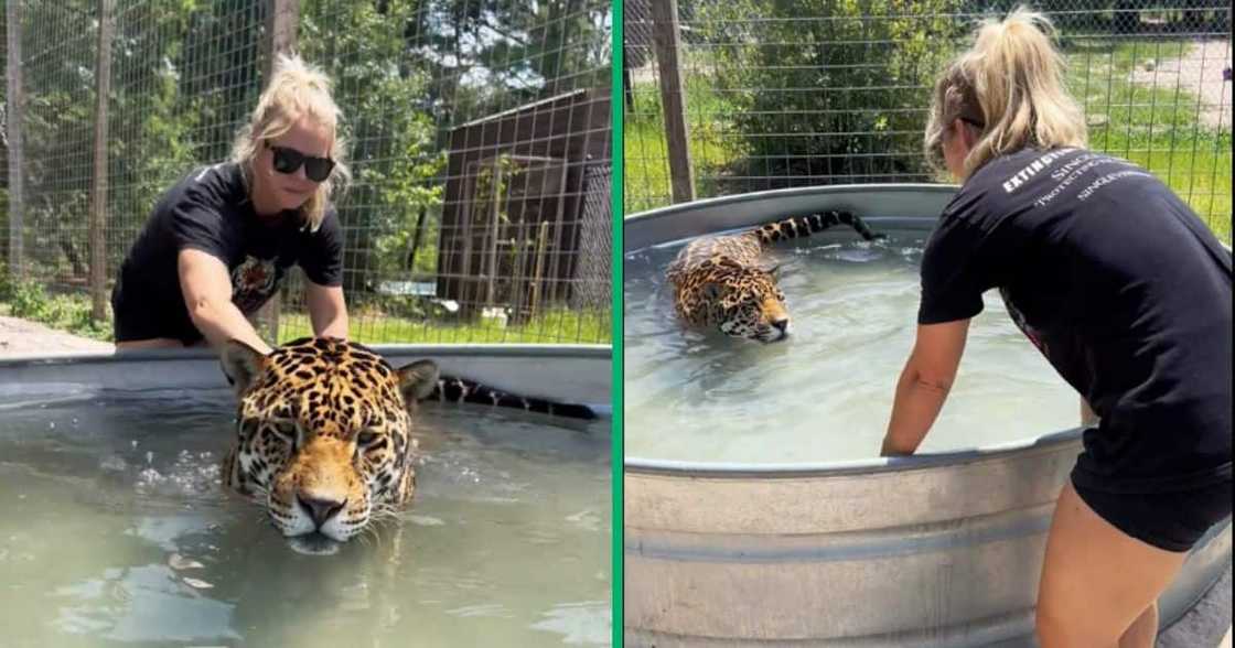 A woman washes a jaguar, who seems to be enjoying the experience