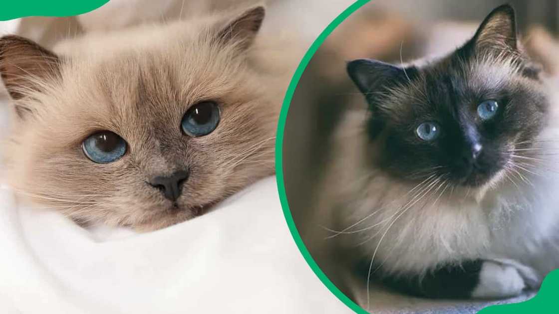 Birman cat breed