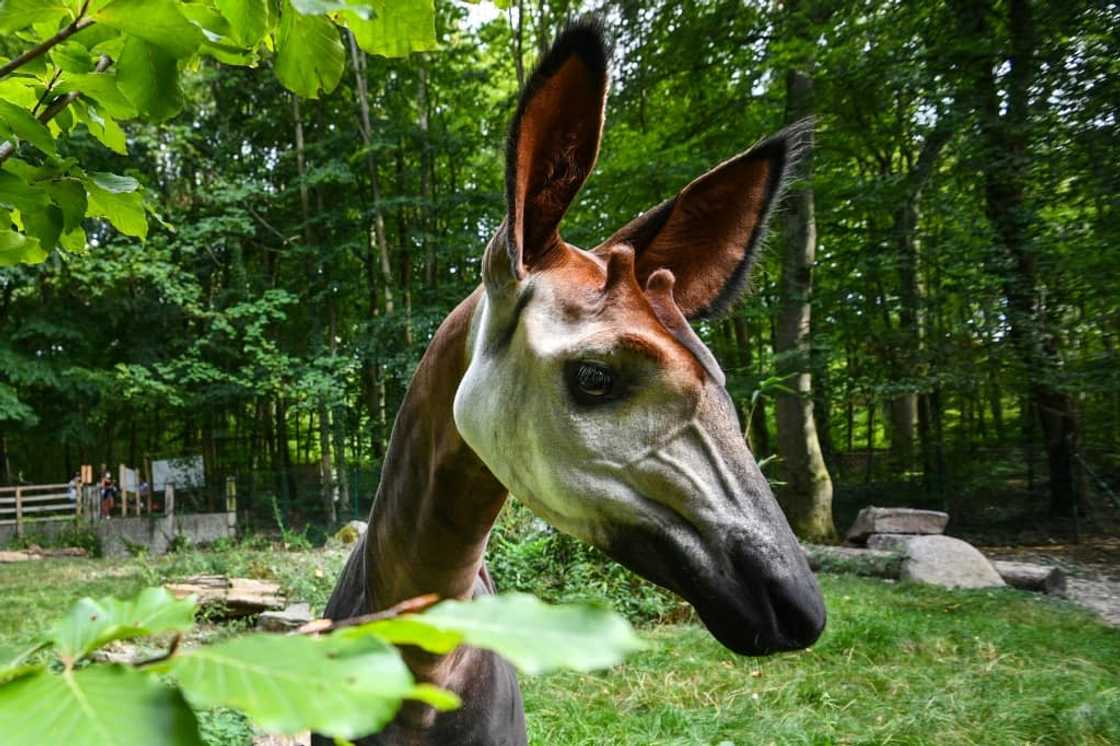 The endangered okapi is also called the forest giraffe. File picture The endangered okapi is also called the forest giraffe. File picture