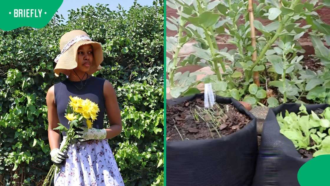 A woman used Woolworths' shopping bags to grow crops. A woman used Woolworths' shopping bags to grow crops.