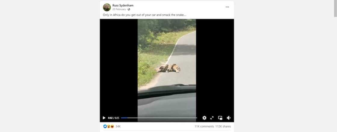 Snake screenshot Snake screenshot
