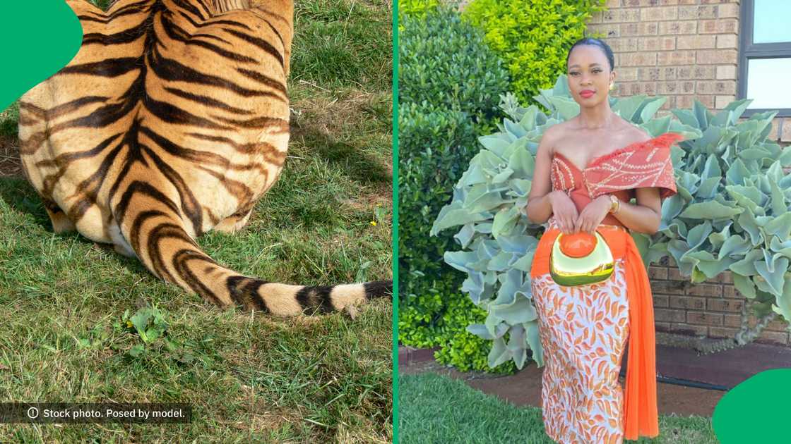 South Africa had the time of their lives after a woman lifted a tiger's tale and immediately regretted it. South Africa had the time of their lives after a woman lifted a tiger's tale and immediately regretted it.