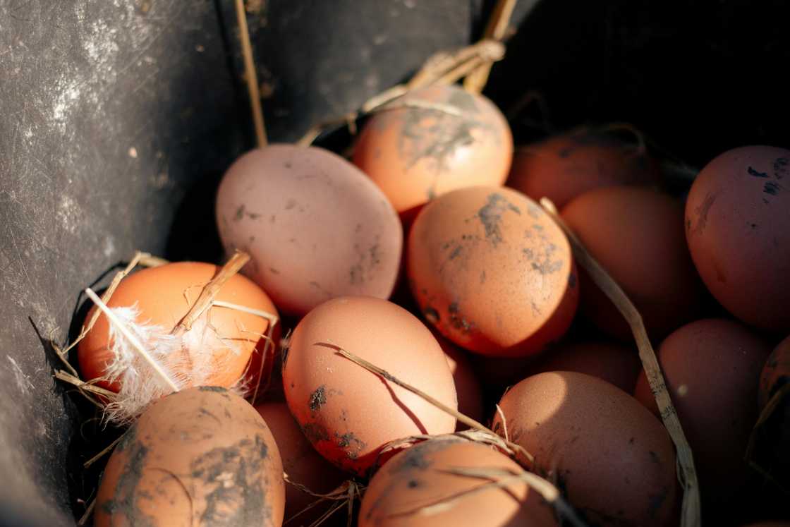 South Africans discussed the quality of eggs South Africans discussed the quality of eggs