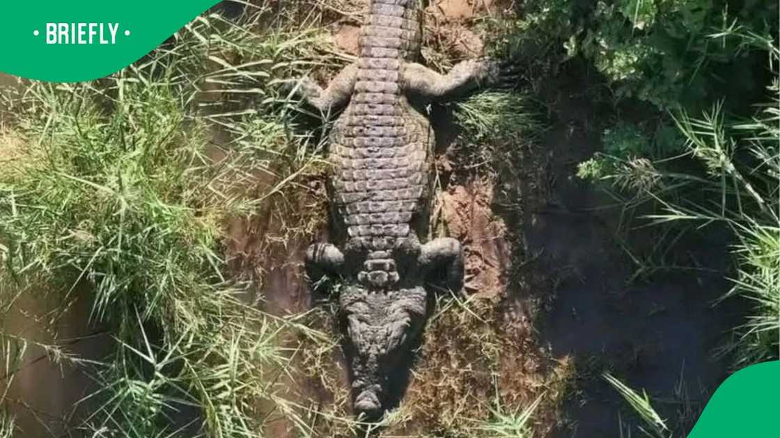 Human remains were found inside a crocodile