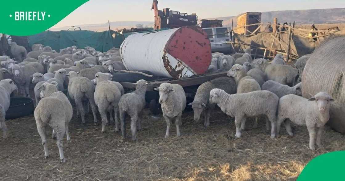 A 24-year-old man was arrested after he was caught with 80 stolen sheep worth R232,000 in Mpumalanga A 24-year-old man was arrested after he was caught with 80 stolen sheep worth R232,000 in Mpumalanga