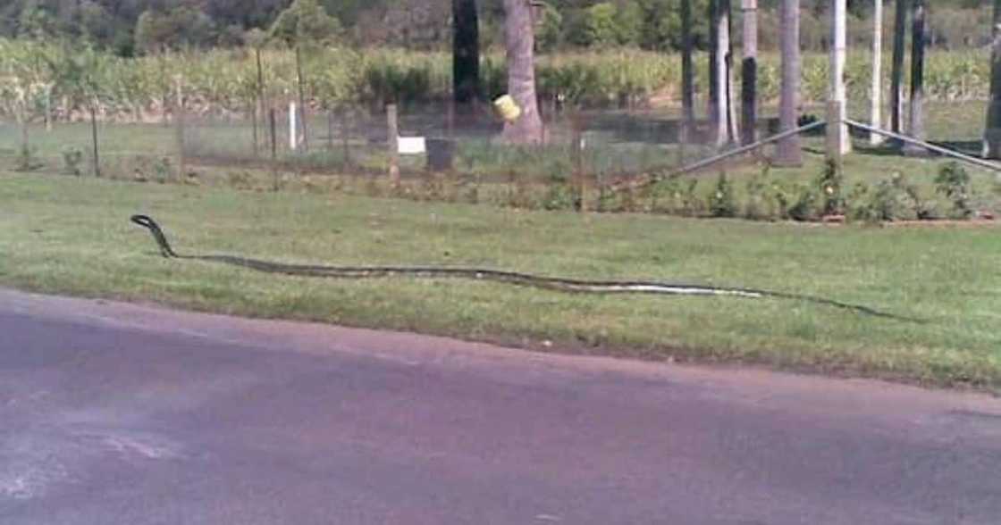 Fake pic, old picture, viral image, black mamba, fake claims Fake pic, old picture, viral image, black mamba, fake claims