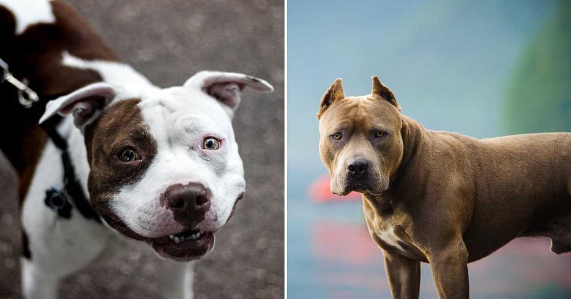 Mzansi peeps were bummed at the pit bull spotting hoax. Mzansi peeps were bummed at the pit bull spotting hoax.
