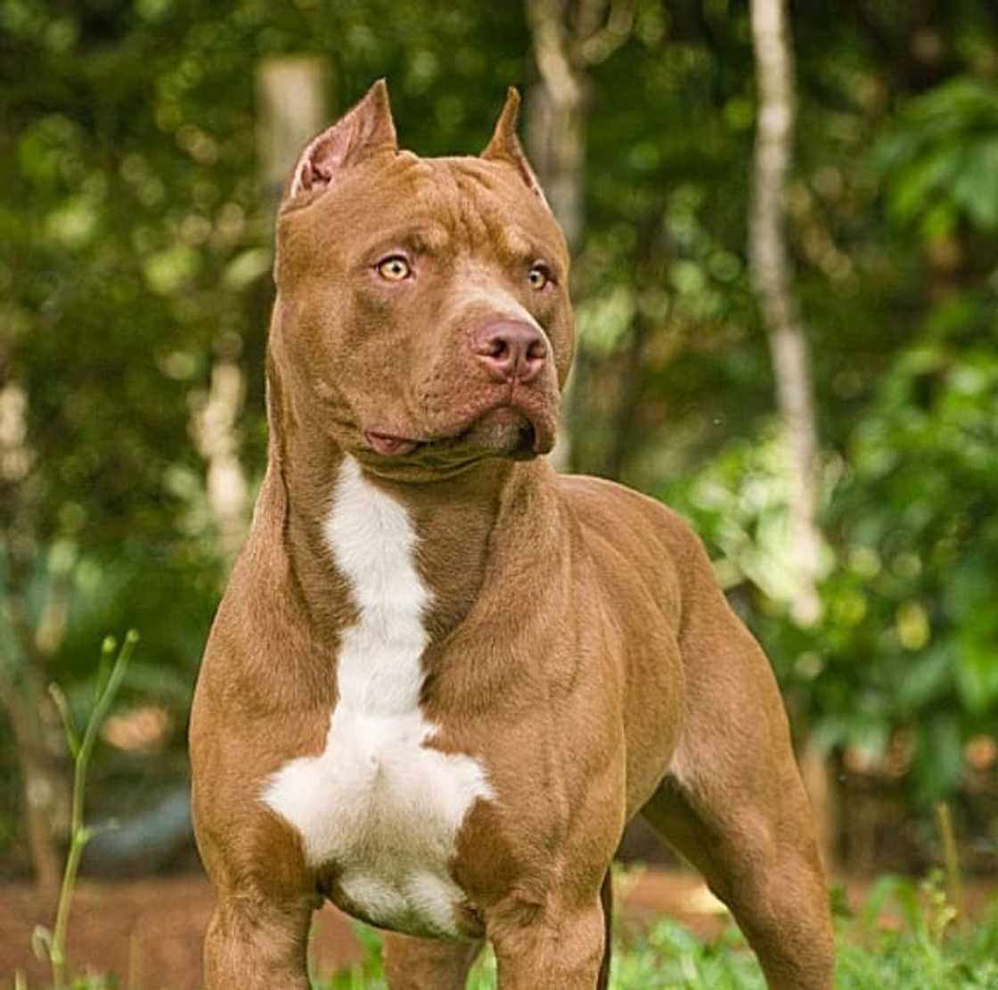 most dangerous dog breeds