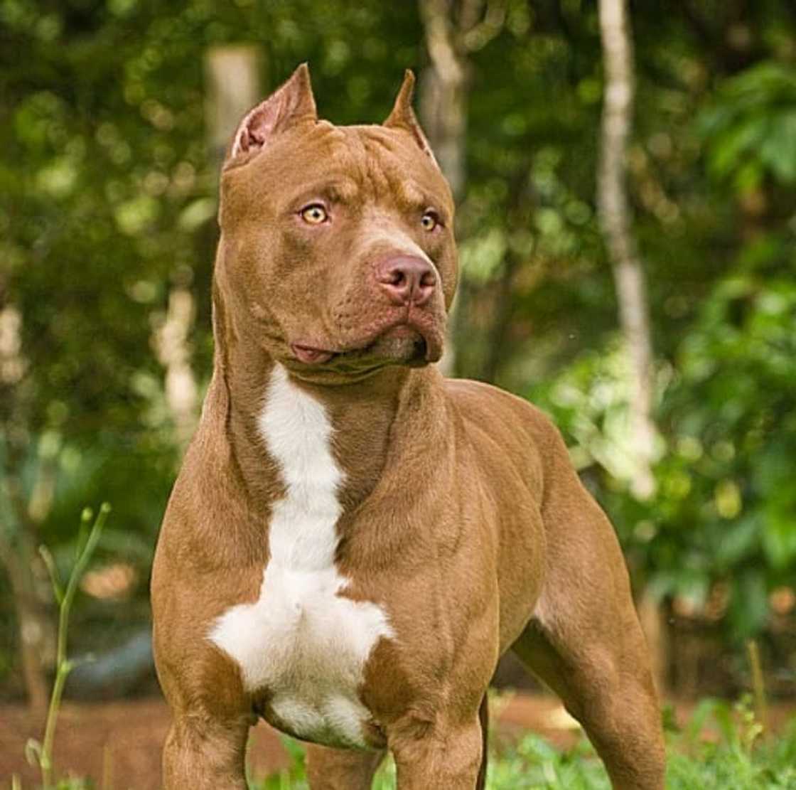 most dangerous dog breeds most dangerous dog breeds