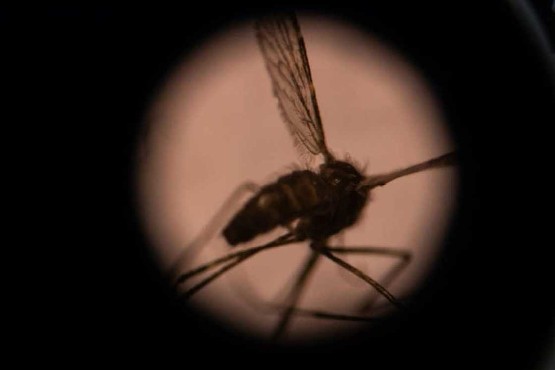 'Major threat': Over 126 million people could be a risk if Anopheles stephensi spreads widely in Africa, research has shown