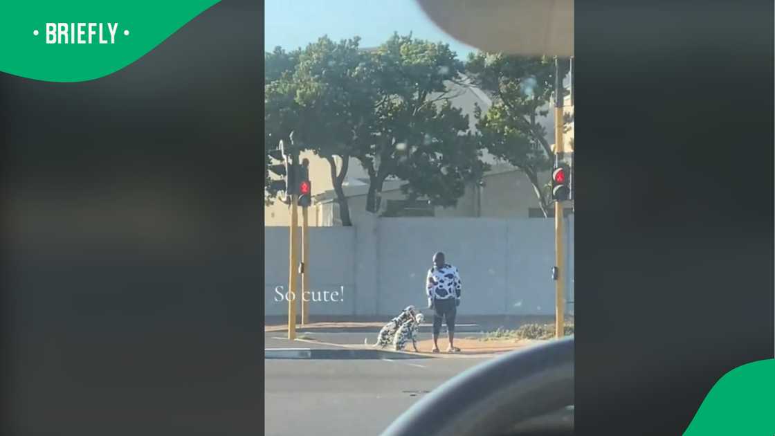 A woman posted a video of funny scene she caught while driving. A woman posted a video of funny scene she caught while driving.