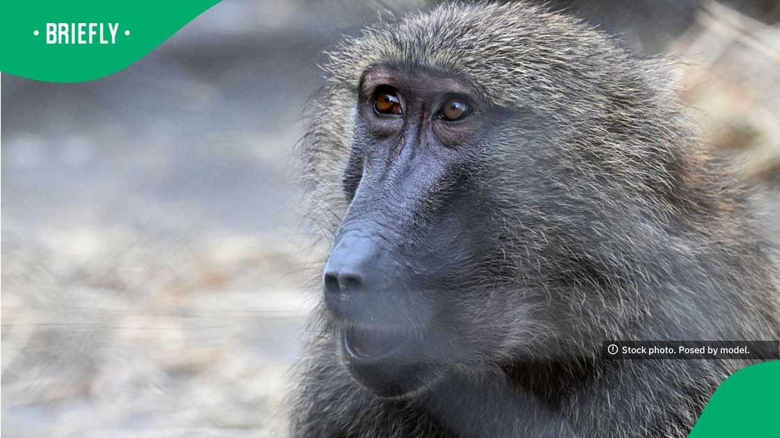 The visual showed a baboon with its eyes wide open
