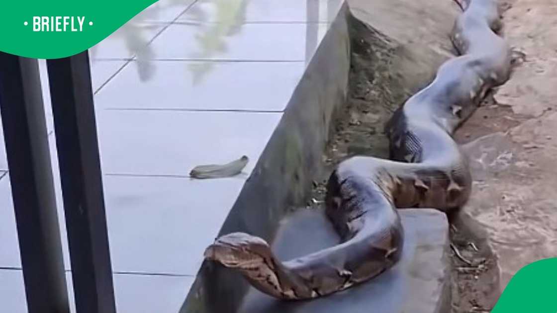 Massive snake in Limpopo stuns South Africa