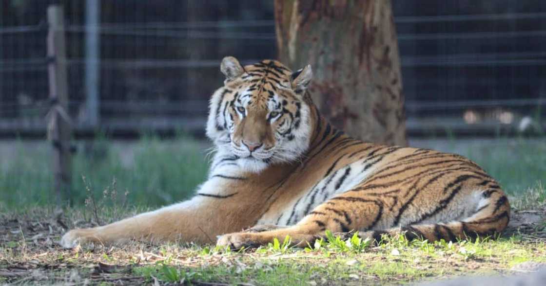 Escaped tiger Escaped tiger