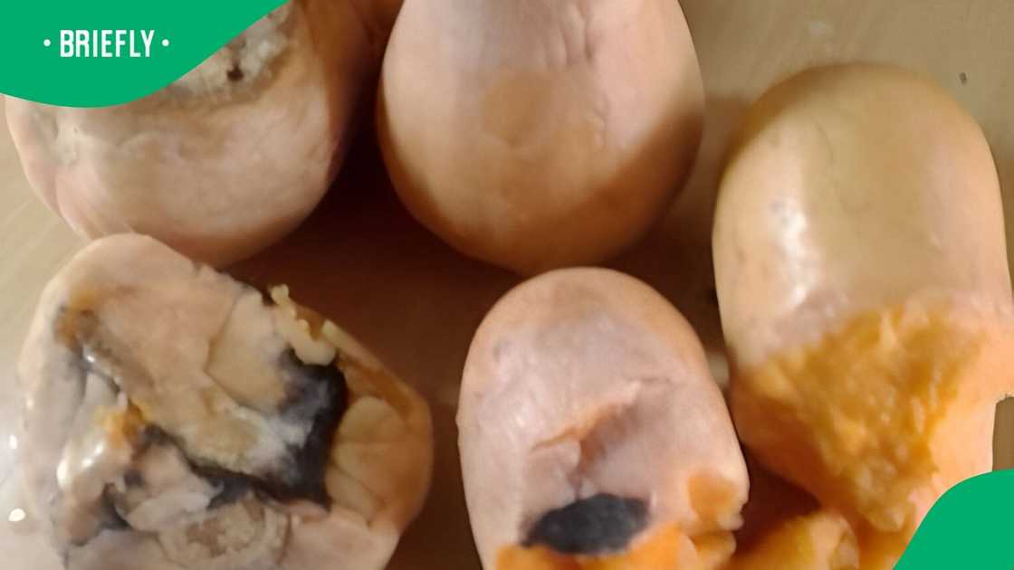 This is the rotten butternut squash This is the rotten butternut squash