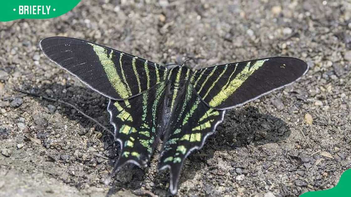 Uranian moth basking