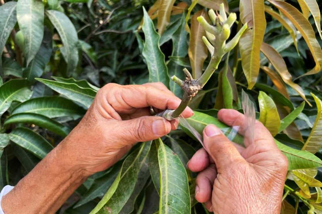 Kaleem Ullah Khan, locally known as the 'Mango Man', shows how he grafts branches together to produce new varieties of the fruit