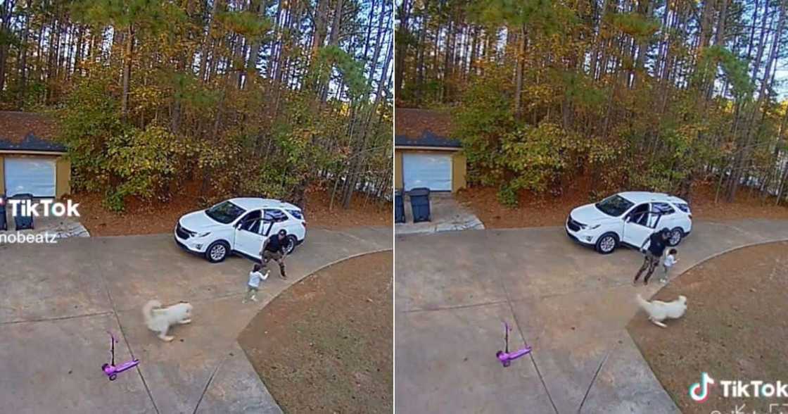 Dog tries to attack toddler Dog tries to attack toddler