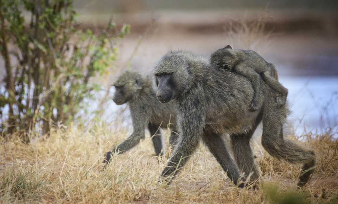 Baboons invaded Cape Town beach in a TikTok video.