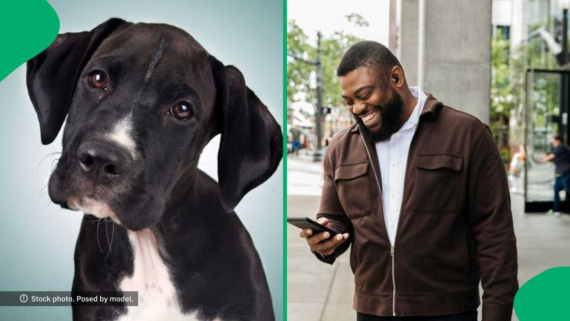 A TikTok video shows a dog dressed in human clothing, which amused SA. A TikTok video shows a dog dressed in human clothing, which amused SA.