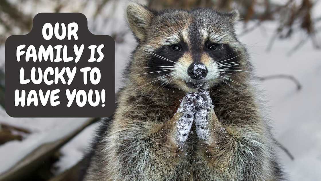 Praying racoon meme