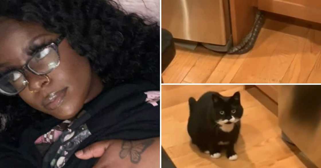 Snake, cat, video Snake, cat, video