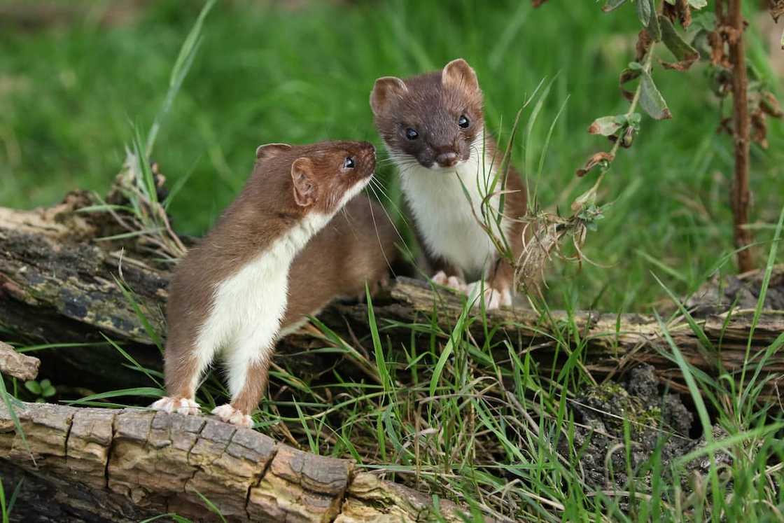 Two Stoats, Mustela Erminea, playing on a pile of logs at the British Wildlife Centre. Two Stoats, Mustela Erminea, playing on a pile of logs at the British Wildlife Centre.