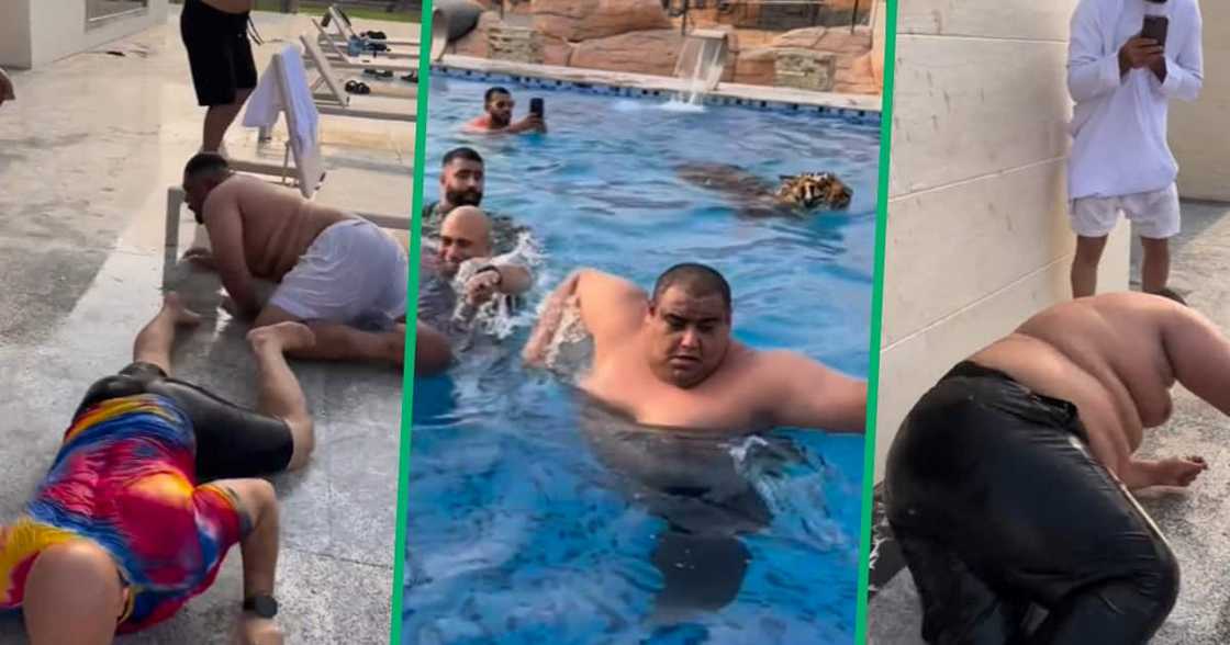 Tiger, viral video, TikTok, Dubai Tiger, viral video, TikTok, Dubai