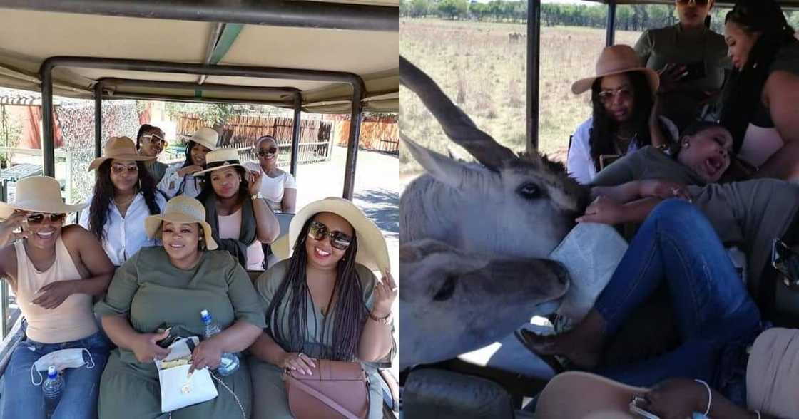 Safari vehicle, buck interrupts game drive Safari vehicle, buck interrupts game drive