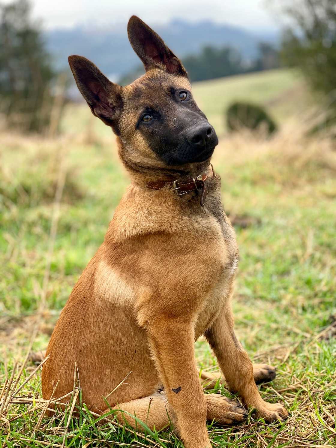 What is the strongest dog breed in the world? What is the strongest dog breed in the world?