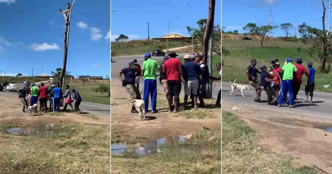 Metro police successfully win a fight against criminals for a stolen cable. Image: Twitter Metro police successfully win a fight against criminals for a stolen cable. Image: Twitter