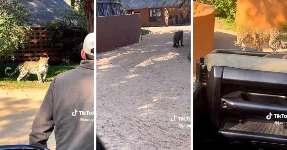 TikTok video of a lost leopard wondering around a Safari lodge