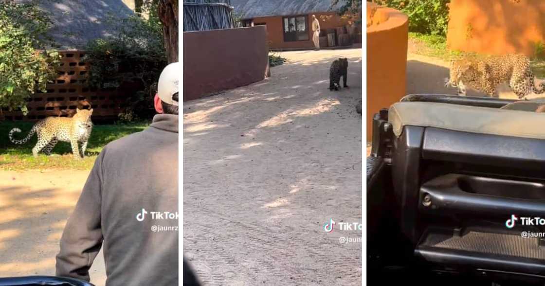 TikTok video of a lost leopard wondering around a Safari lodge TikTok video of a lost leopard wondering around a Safari lodge