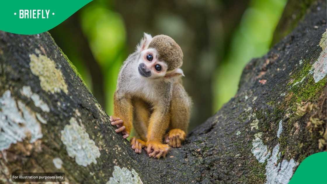 A monkey.