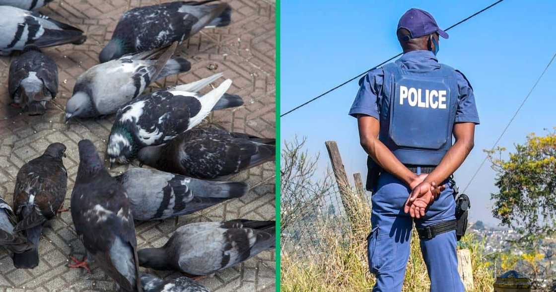 A cop was crowded by a flock of pigeons