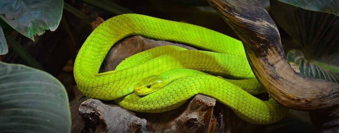 Snake identification South Africa Snake identification South Africa