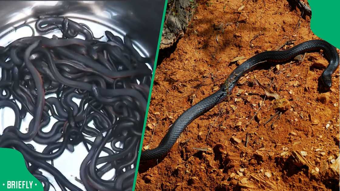 A post went viral A post went viral