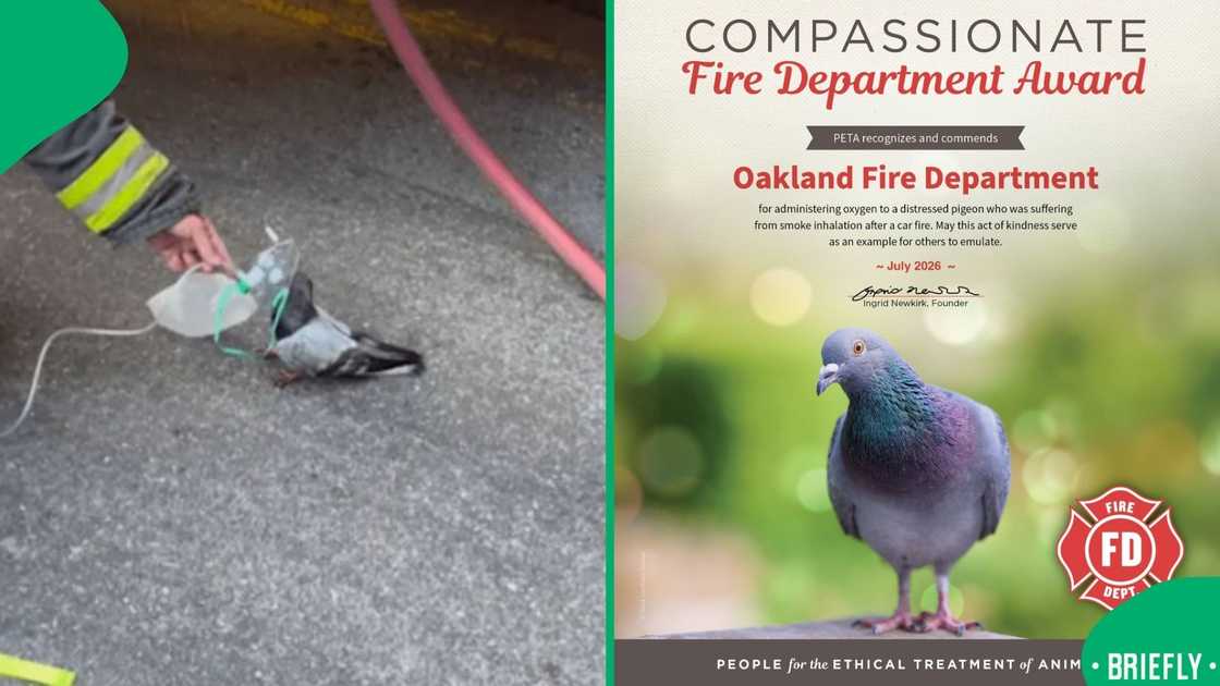 The visual on the right showed the certificate of compassionate award The visual on the right showed the certificate of compassionate award