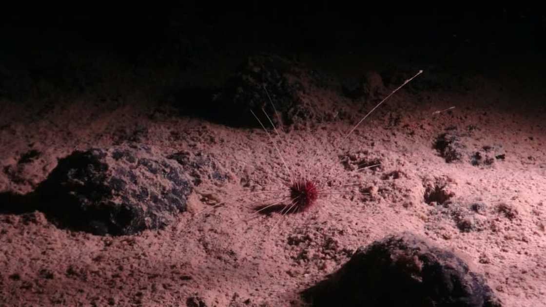 An abyssal urchin Plesiodiadema globulosum, an invertebrate found in the depths of the Clarion-Clipperton Zone (CCZ) in the Pacific Ocean An abyssal urchin Plesiodiadema globulosum, an invertebrate found in the depths of the Clarion-Clipperton Zone (CCZ) in the Pacific Ocean