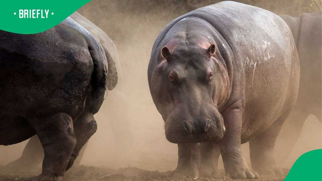 A hippo at the Kruger National Park