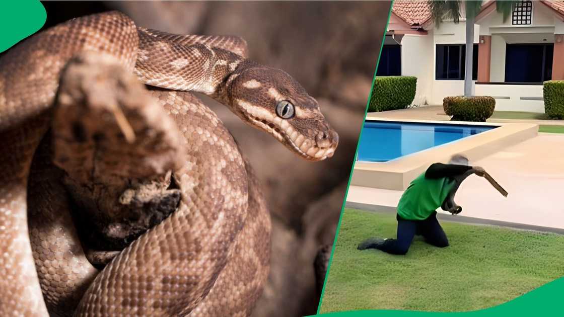 Gardener catches snake and wrestles it Gardener catches snake and wrestles it