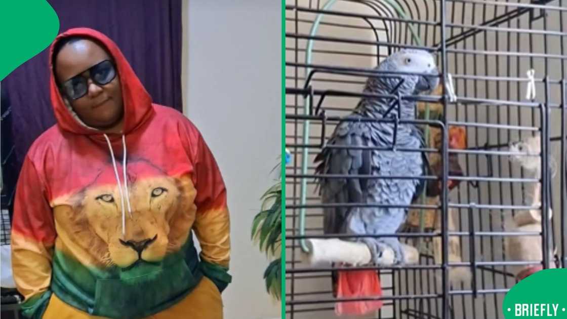 The picture on the right showed a parrot The picture on the right showed a parrot