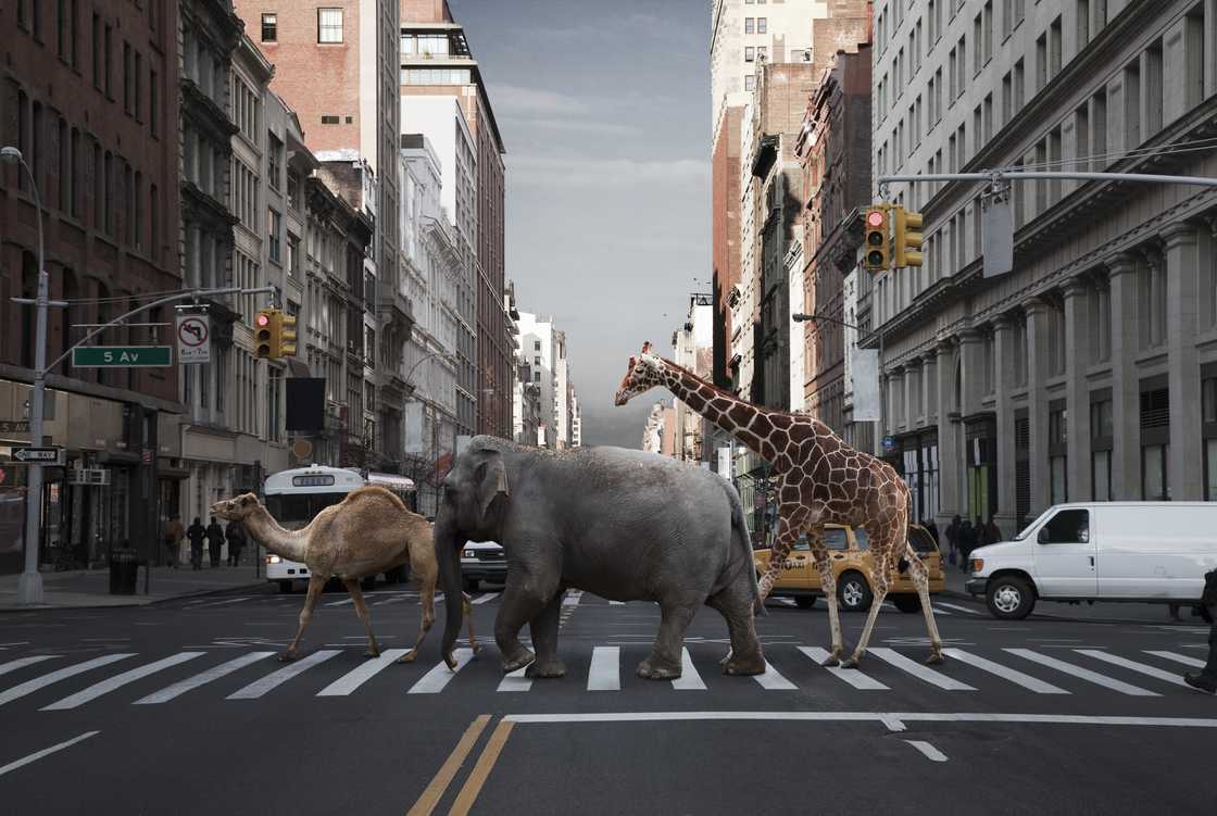 A stock photo of wild animals in the city A stock photo of wild animals in the city
