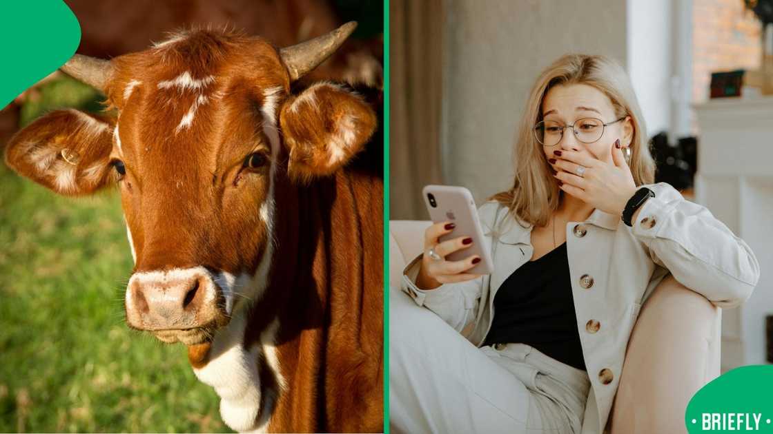 A funny South African moment captured as fast-food chaos unfolded A funny South African moment captured as fast-food chaos unfolded