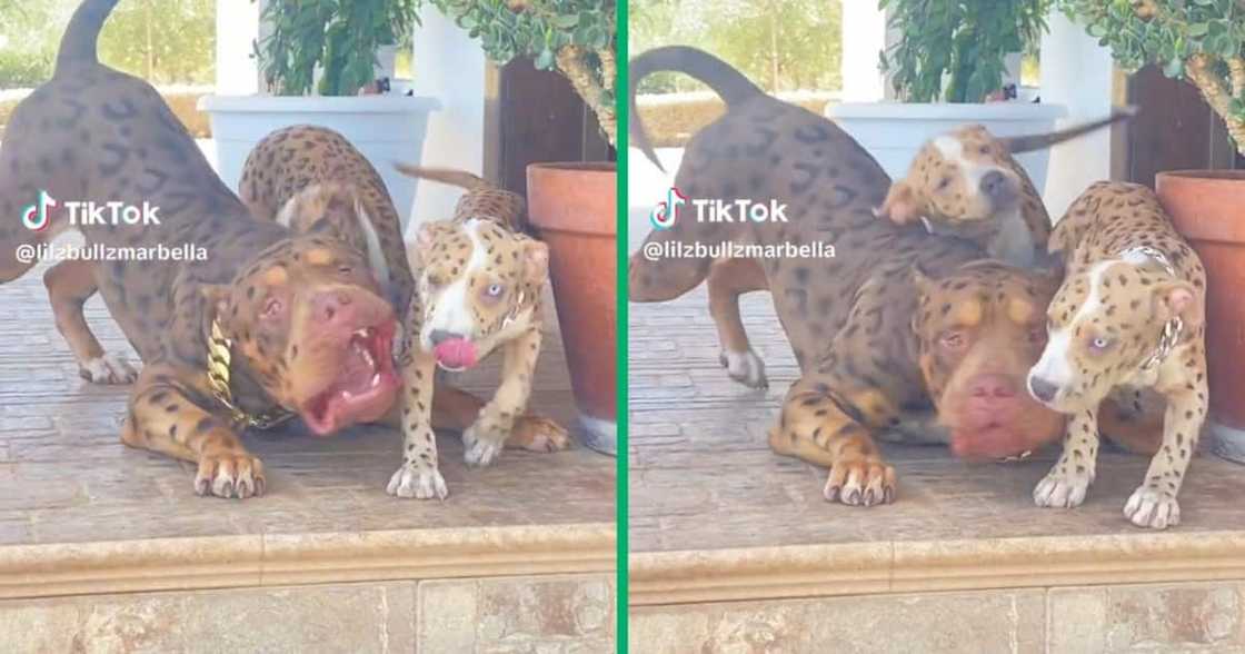 Video of leopard-looking pit bulls gets people talking online Video of leopard-looking pit bulls gets people talking online