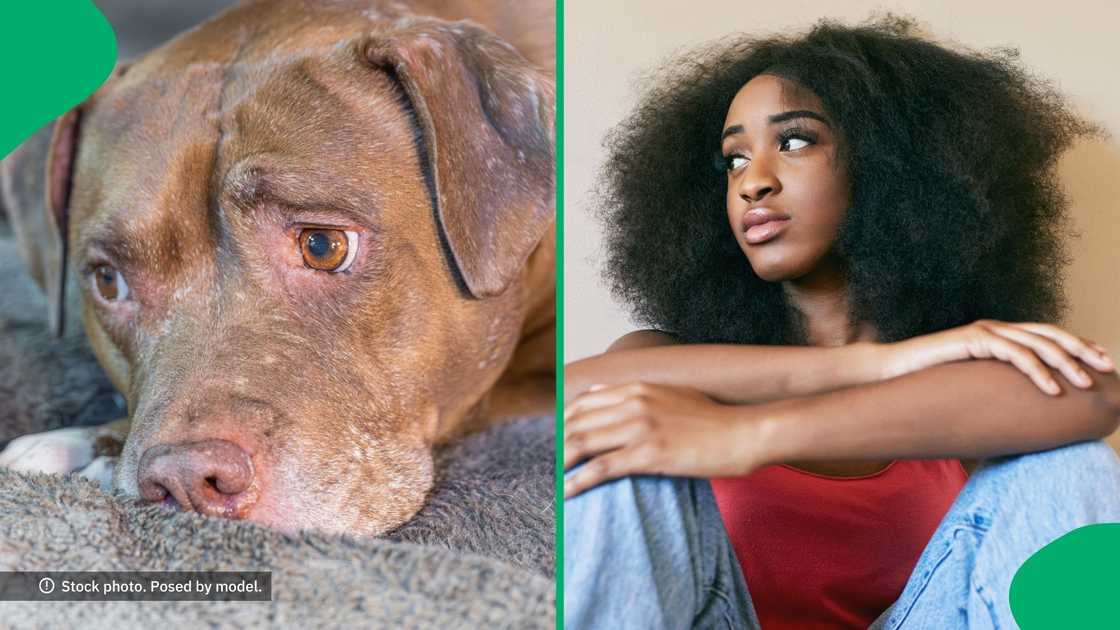 The SCPA in Cape Town resuced a dog whose ears were clipped The SCPA in Cape Town resuced a dog whose ears were clipped