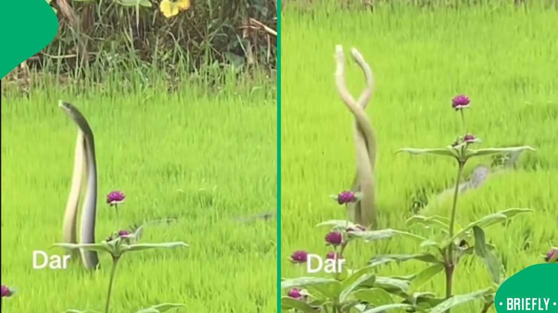 A Reddit video captured two snakes as they rose from the ground and engaged in a tense battle for dominance A Reddit video captured two snakes as they rose from the ground and engaged in a tense battle for dominance