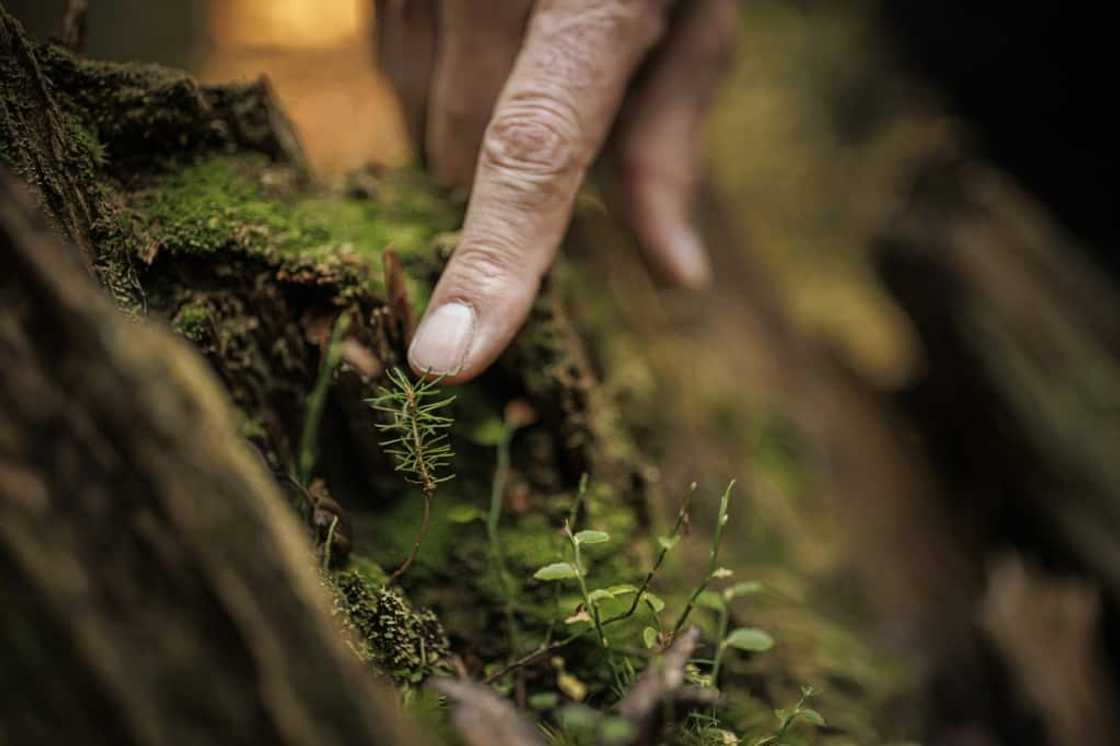 Forest ranger Francois Villard fears the spruce saplings of Risoud will not withstand global warming Forest ranger Francois Villard fears the spruce saplings of Risoud will not withstand global warming